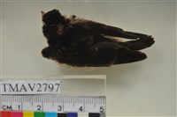 藏品(家燕)的圖片